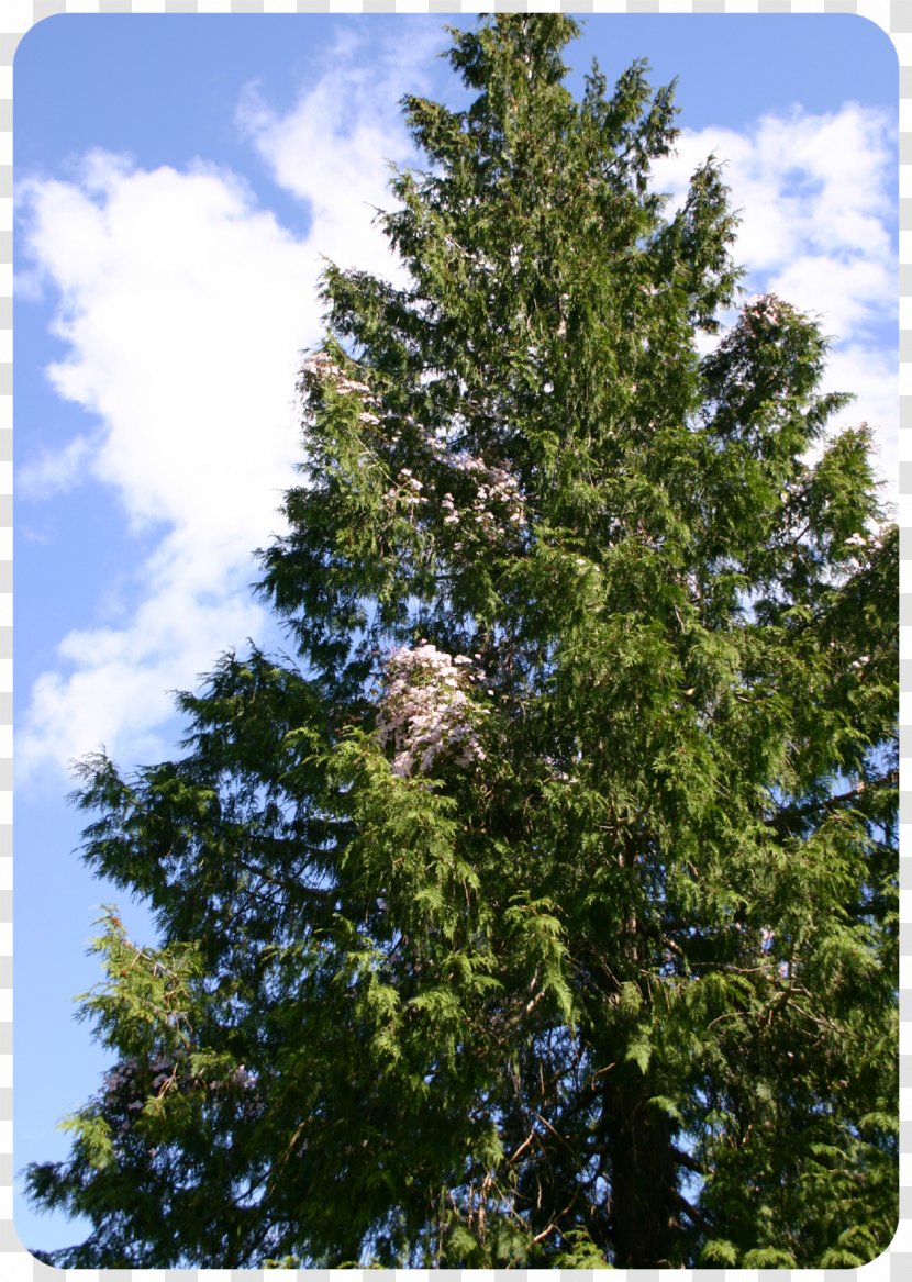 Spruce Fir Pine Temperate Coniferous Forest Larch - Cedar Tree Transparent PNG