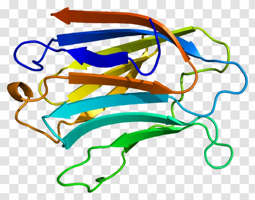 Galectin-3 Protein Gene - Human - Galectin Transparent PNG