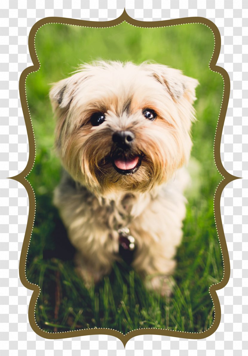 Dog Cat Veterinarian Apartment Pet - Breed Transparent PNG