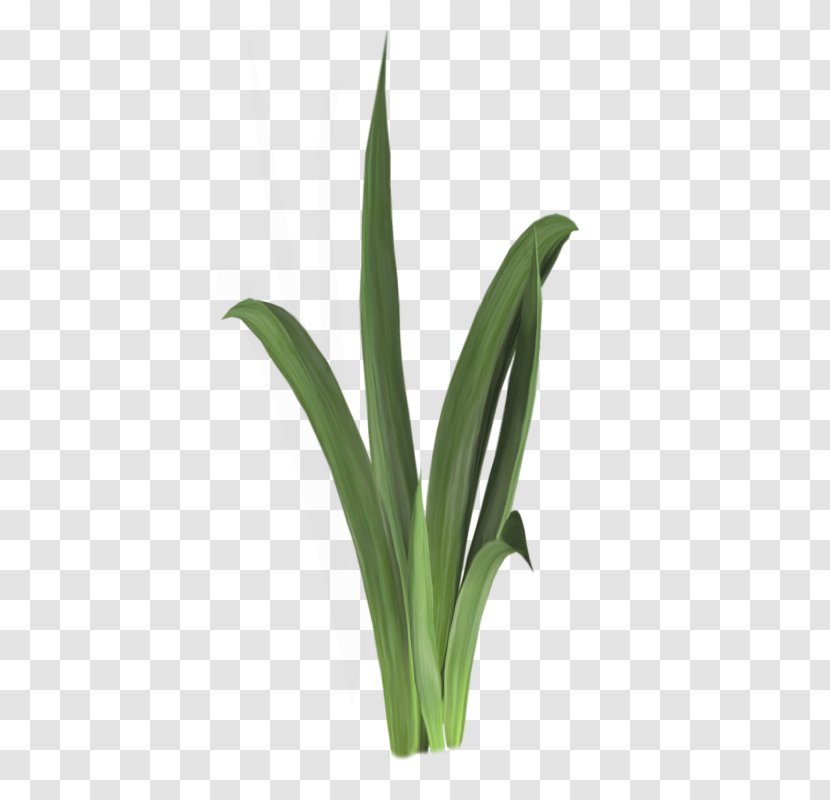 Aquatic Plant Animal - Grass Transparent PNG