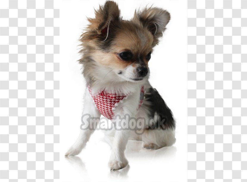 Chihuahua Puppy Dog Breed Companion Toy Transparent PNG