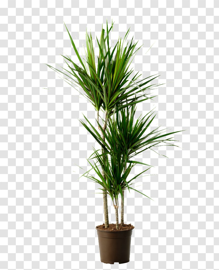 Dragon Tree Houseplant Dracaena Reflexa Var. Angustifolia Fragrans - Chlorophytum Comosum - Plant Transparent PNG