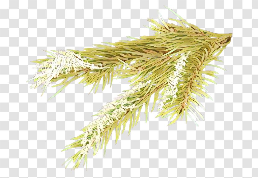 White Pine Grass Plant Tree Family - Branch Transparent PNG