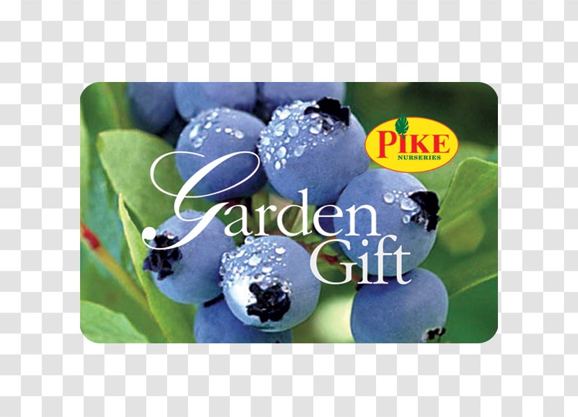 Highbush Blueberry Muscadine Bilberry Shrub - Holding Gift Transparent PNG
