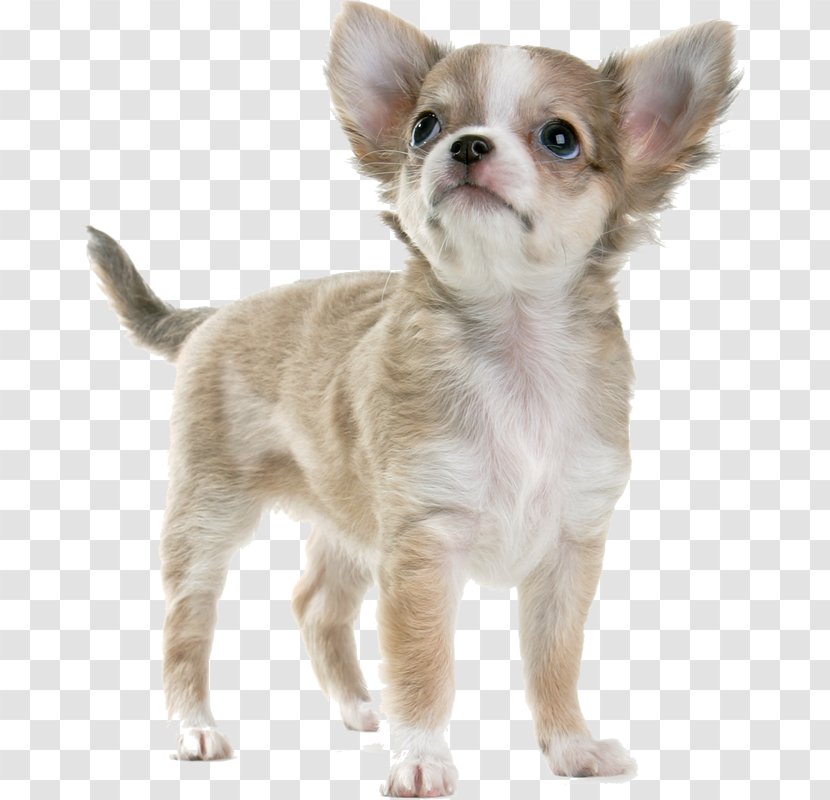 Chihuahua Yorkshire Terrier Puppy Pug Dog Harness - Like Mammal Transparent PNG