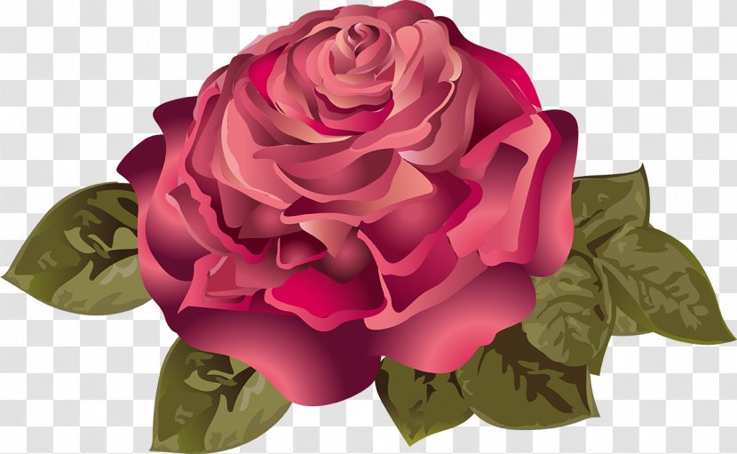 Garden Roses Still Life: Pink Flower Rosaceae Rosa Chinensis - Floristry - Rose Transparent PNG