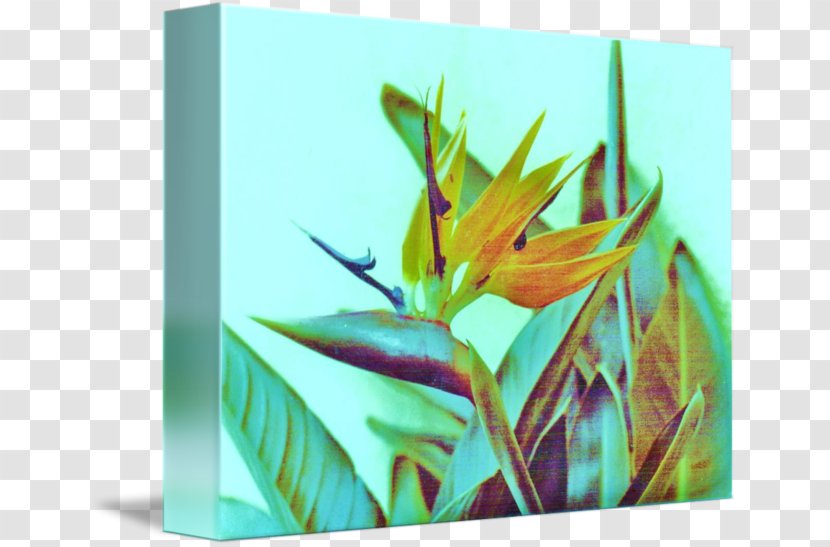 Flower Rectangle Leaf - Plant Transparent PNG