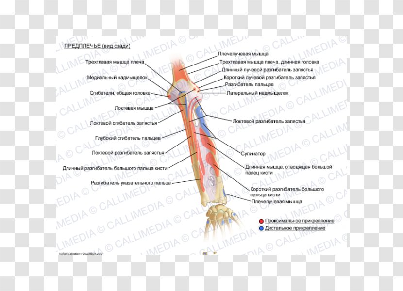 Forearm Human Anatomy Muscle Biceps - Watercolor - Hand Transparent PNG