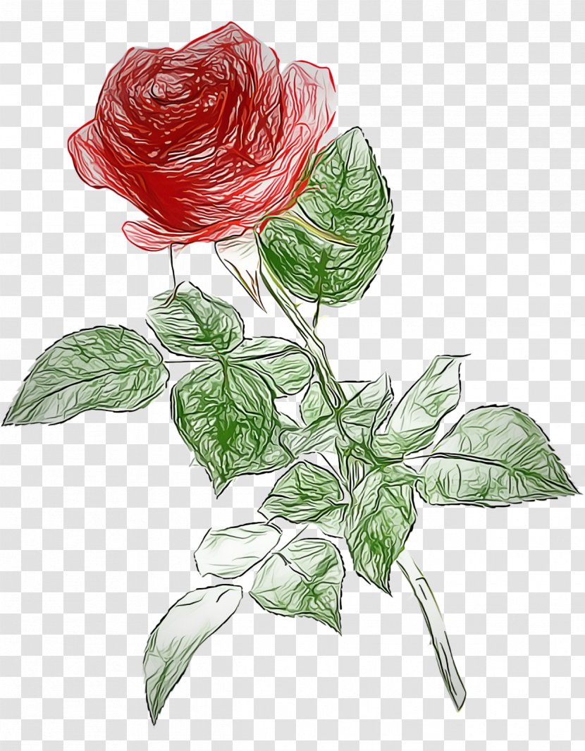 Garden Roses - China Rose Transparent PNG