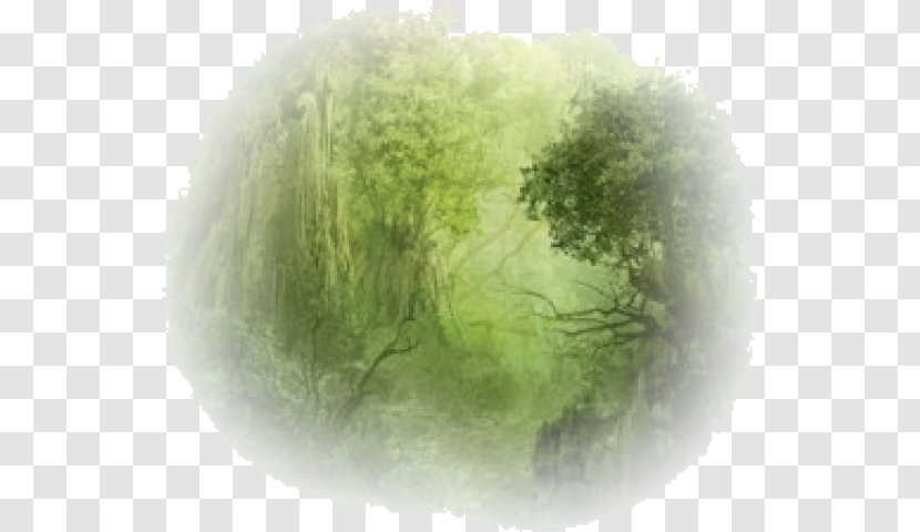 L'anarchia Della Foresta. Una Vicenda Di Emigrati Russi Magic: The Gathering Anarchy - Grass Transparent PNG