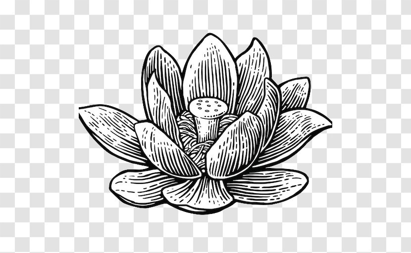 Vector Graphics Illustration Sacred Lotus Drawing Clip Art - Monochrome Photography - Water Lilies Transparent PNG