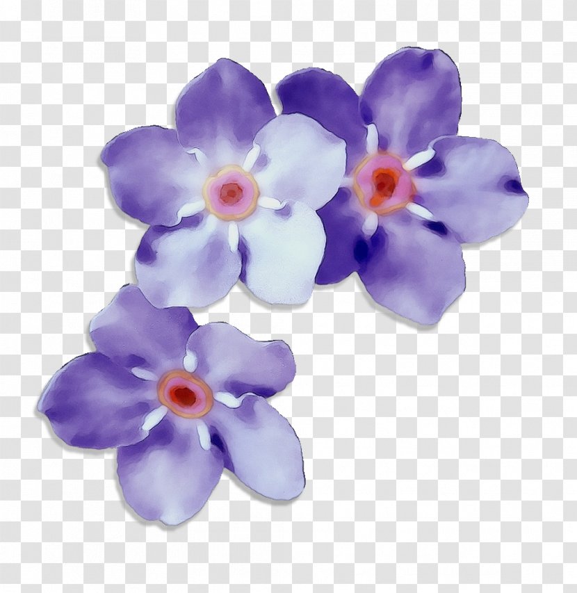 Lavender - Violet - Moth Orchid Pink Transparent PNG