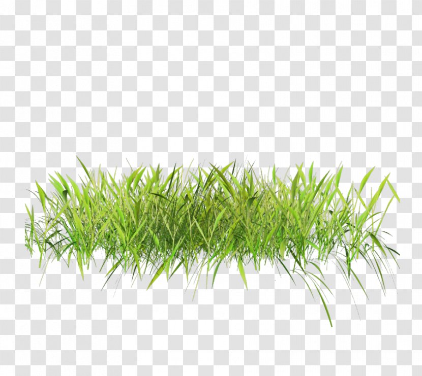 Lawn Grasses Clip Art - Vetiver - Fim Transparent PNG