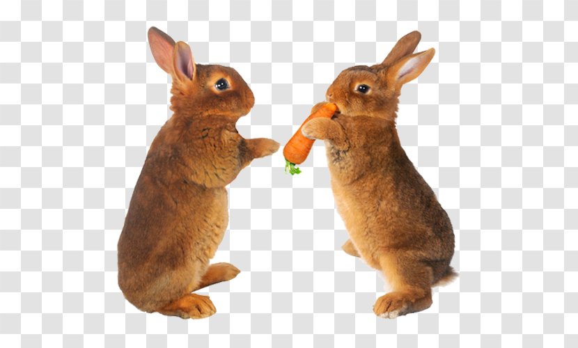 Easter Bunny Hare Carrot Stock Photography Pet - Two Rabbits Transparent PNG