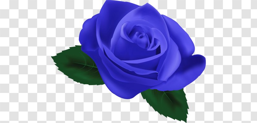 Blue Rose Garden Roses Still Life: Pink Centifolia - Rosa - Red Transparent PNG