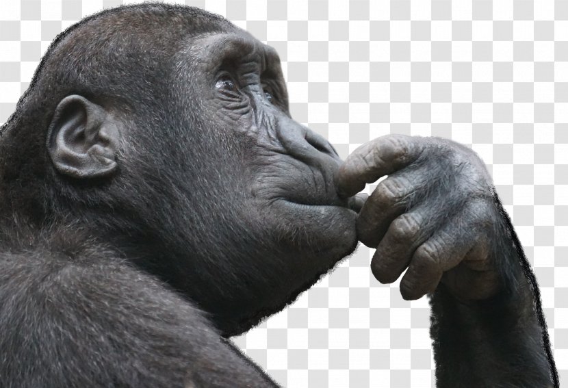 Ape Primate Thought Monkey Critical Thinking - Organism - Gorilla Transparent PNG