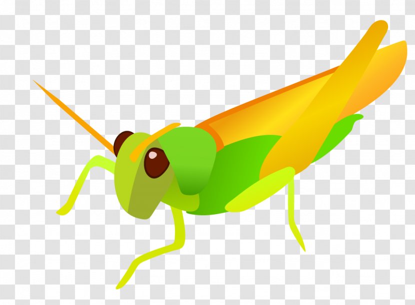 Clip Art - Invertebrate - Vector Grasshopper Transparent PNG