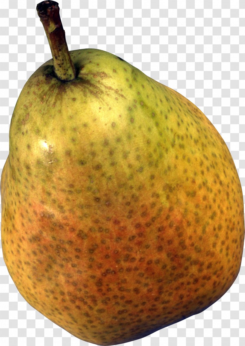 European Pear Papa Saga Princeton University Rosaceae - Stock Photography - Image Transparent PNG