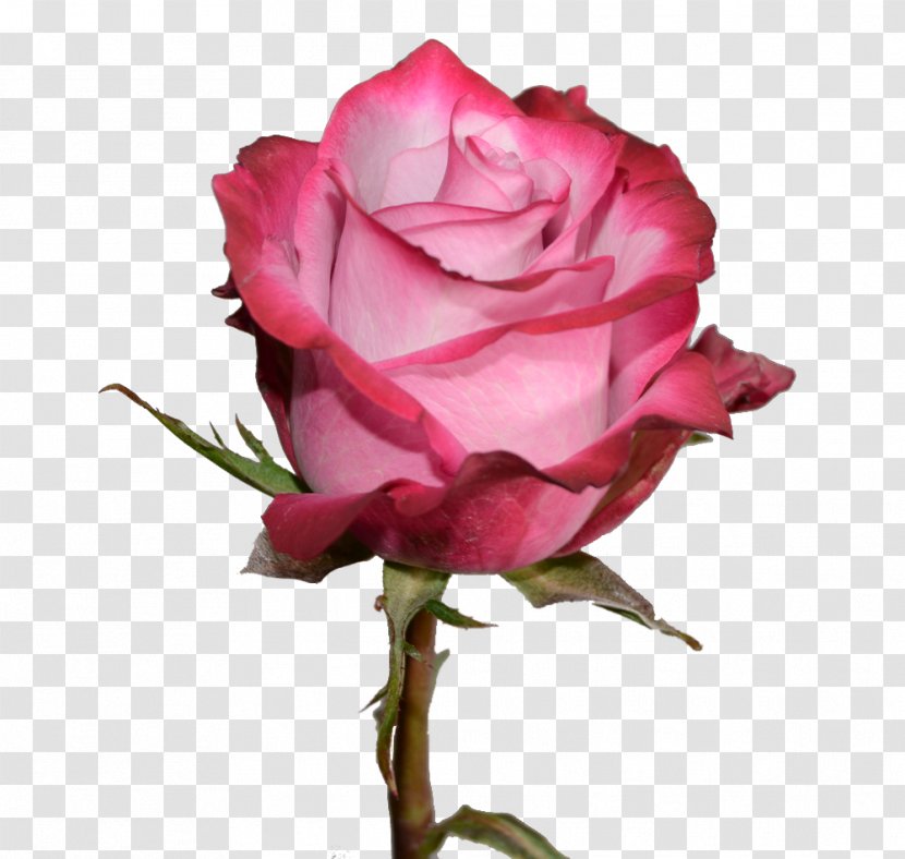 Garden Roses Petal Flower Pink Centifolia - Rose Order - Cool Flowers Transparent PNG
