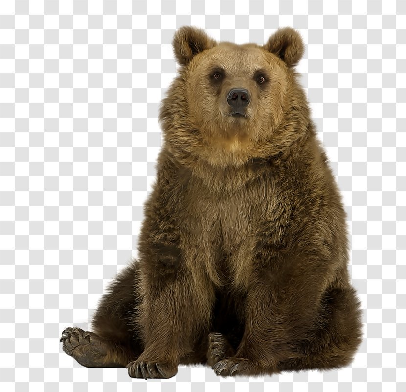 Brown Bear Polar Asian Black Eastern Stock Photography - Cartoon - Sitting Transparent PNG