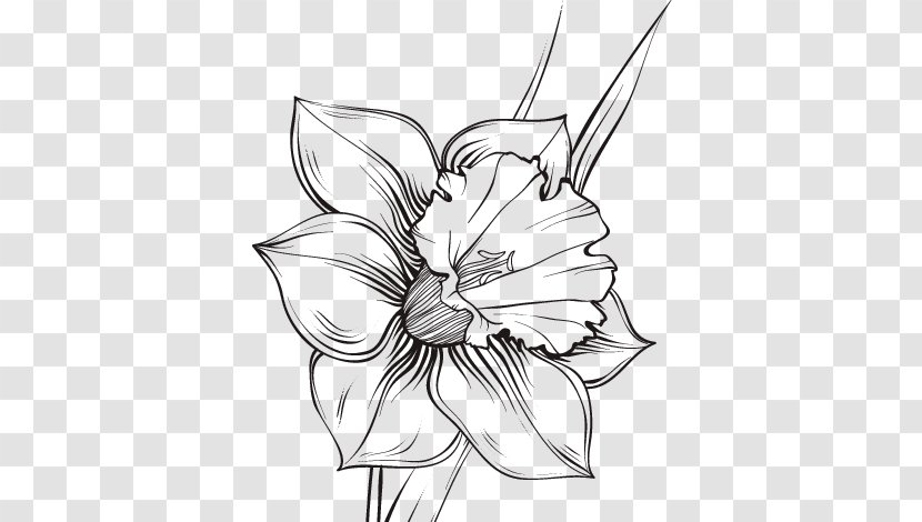 Echo And Narcissus Drawing Line Art - Monochrome Photography - Cut Flowers Transparent PNG