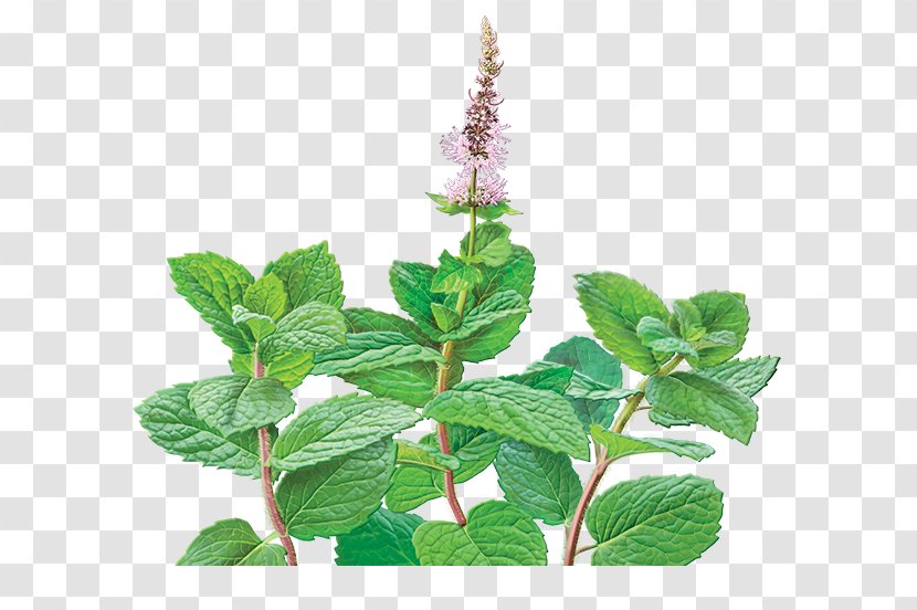 Green Tea Mentha Spicata Peppermint Organic Food - Mint Flowers Transparent PNG