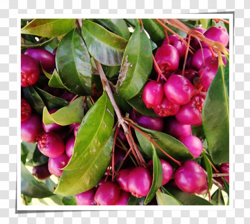 Pink Peppercorn Mastic Tree Cherry Pistacia Transparent PNG