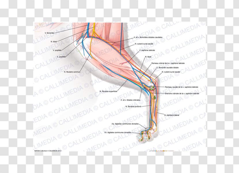 Muscle Nerve Knee Anatomy Hand - Watercolor Transparent PNG