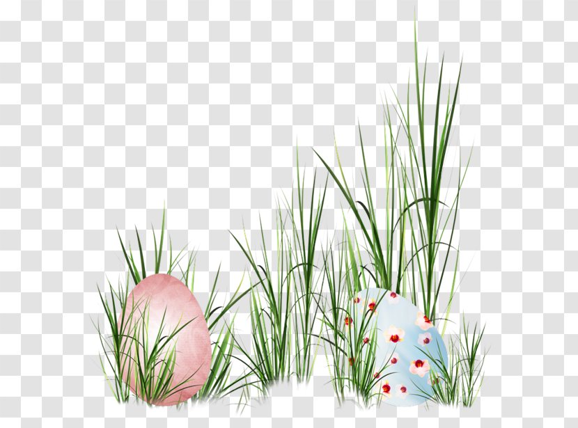 Grass Eggs - Chocolate - Flowering Plant Transparent PNG