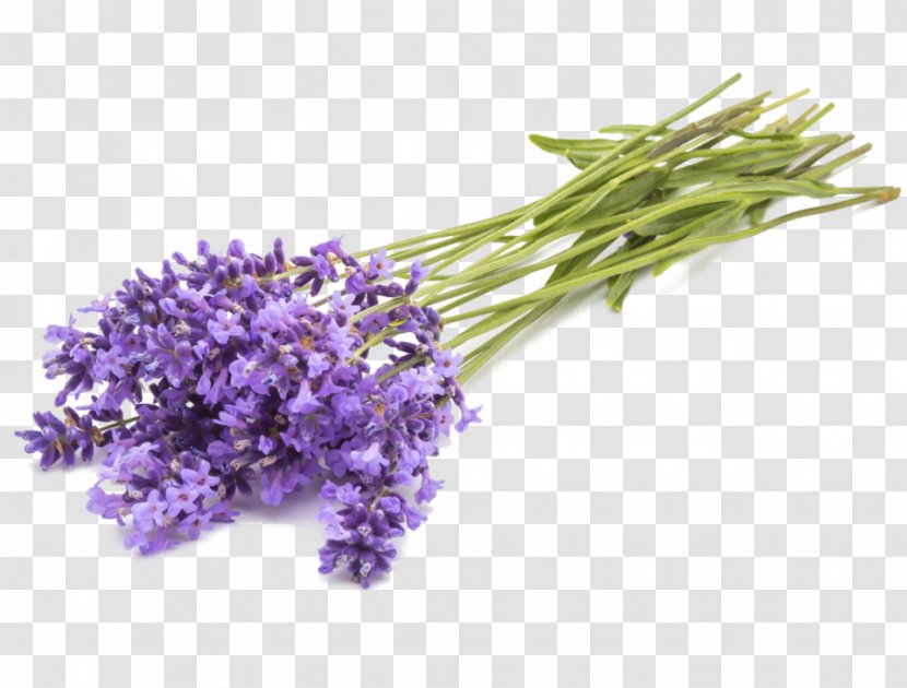English Lavender Oil Aromatherapy Essential Herb - Cut Flowers Transparent PNG
