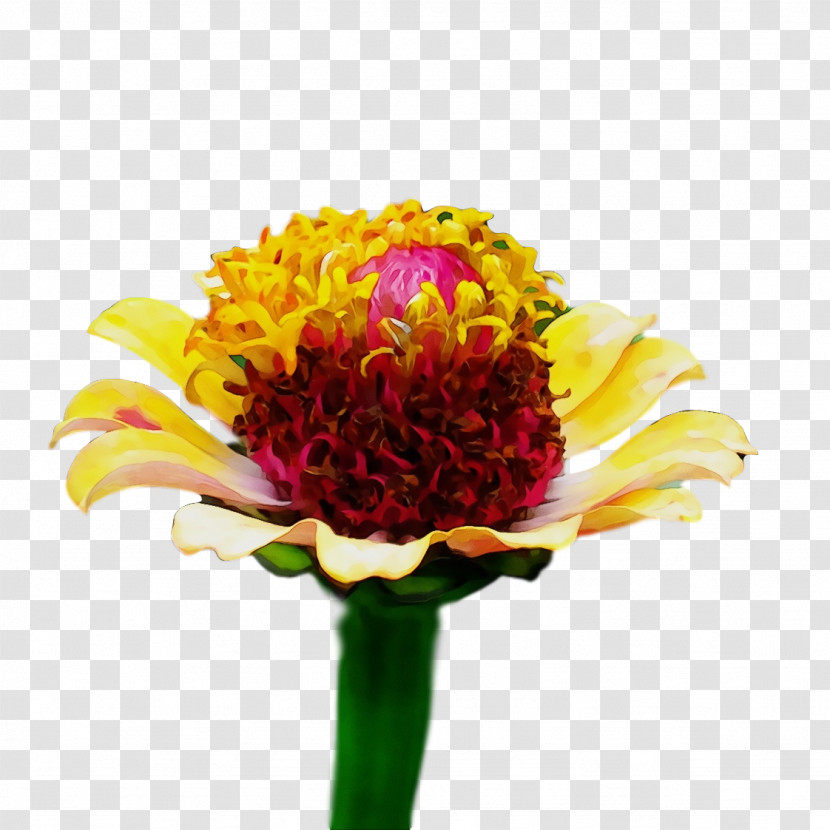 Floral Design Transparent PNG