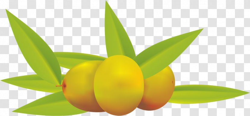 Olive Oil Fruit Clip Art - Herba Transparent PNG