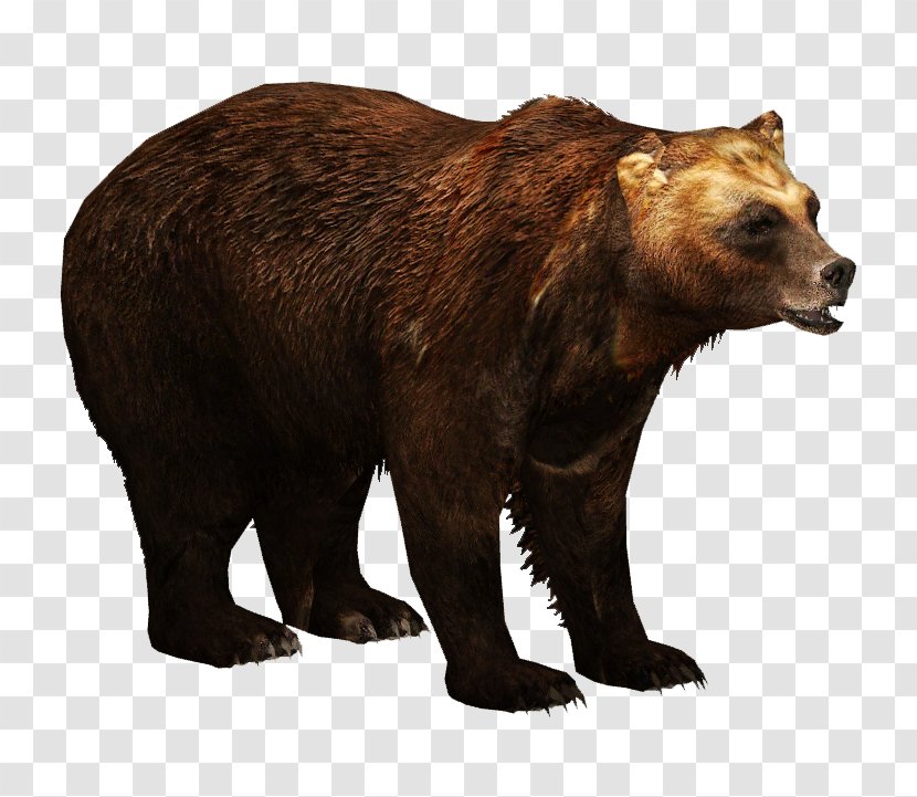 Zoo Tycoon 2 Kamchatka Brown Bear Ulquiorra Cifer Eurasian - Sun Transparent PNG