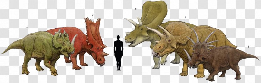Torosaurus Centrosaurus Triceratops Chasmosaurus Styracosaurus - Cattle Like Mammal - Skull Transparent PNG