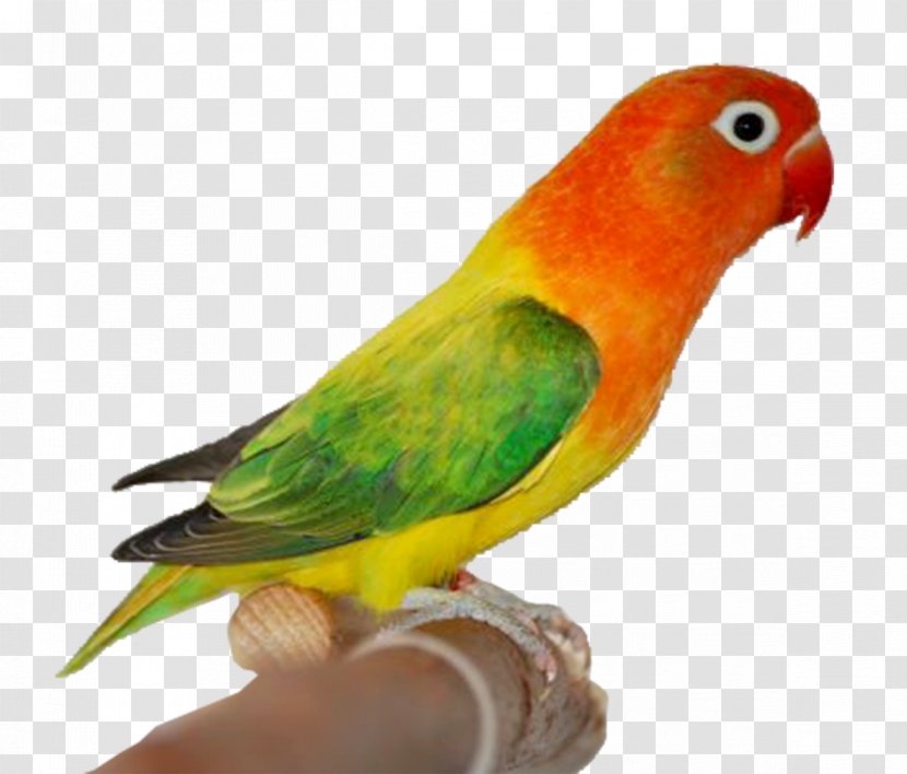 Fischer's Lovebird Lutino Rosy-faced Mutation Yellow-collared - Eyering - Lovebirds Transparent PNG