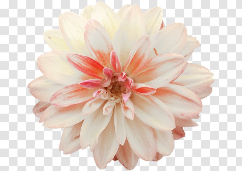 Dahlia Cut Flowers Clip Art - Peach - Flower Transparent PNG