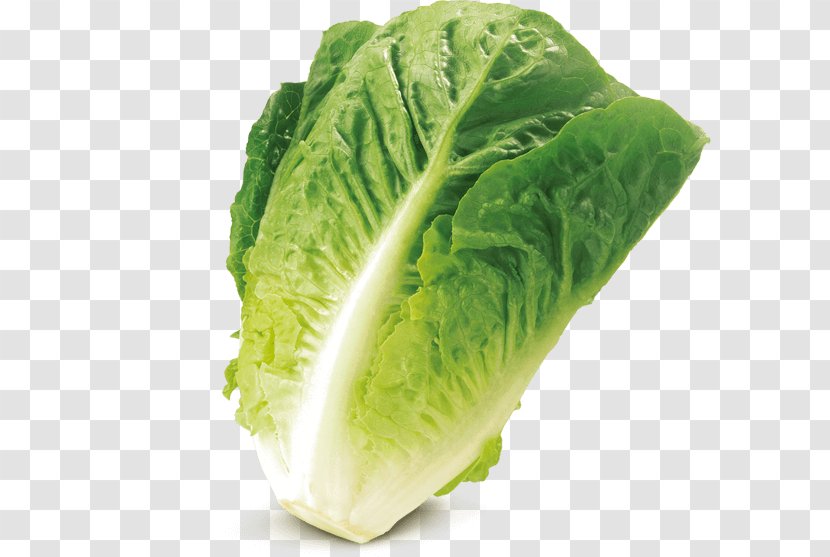 Romaine Lettuce Savoy Cabbage Iceberg Salad Leaf Vegetable - Green Transparent PNG