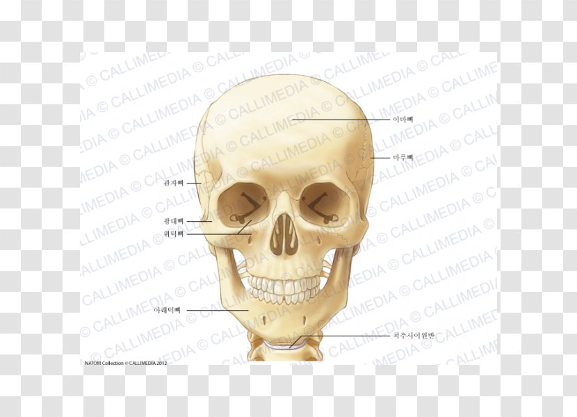 Neck Bone Anatomy Head Ligament - Face - Huesos De La Mano Transparent PNG