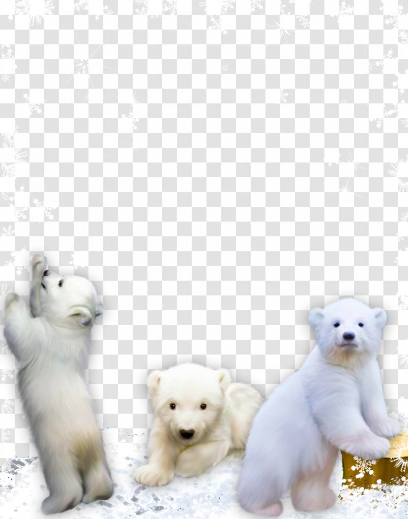West Highland White Terrier Red Panda Giant Bear Dog Breed - Play Transparent PNG