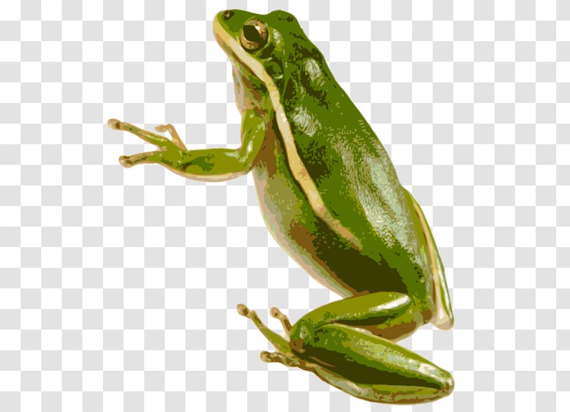 American Green Tree Frog Australian - Redeyed - Froghd Transparent PNG