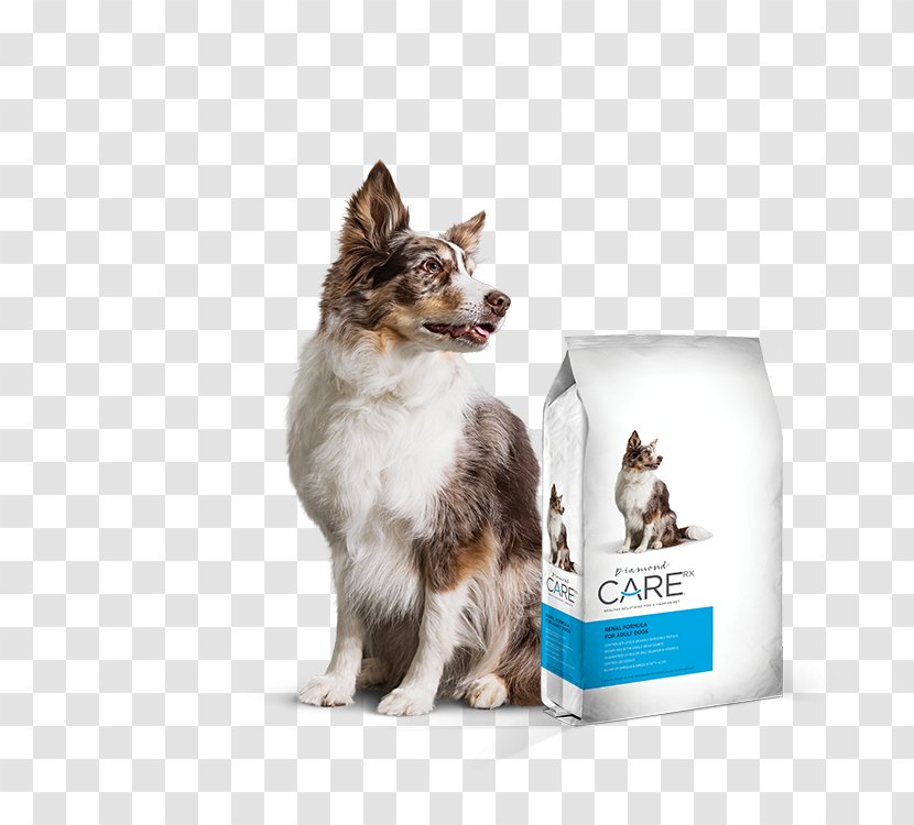 Dog Kidney Failure Disease Cat Food - Chronic - Essential Oils Pets Transparent PNG