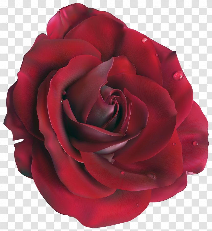 Rose Flower Clip Art - Rosa Centifolia Transparent PNG