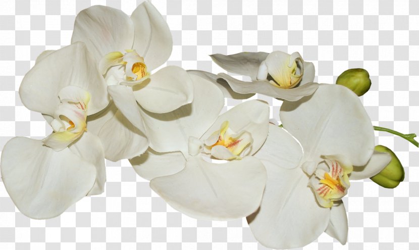 Moth Orchids Flower Clip Art - Vanilla Transparent PNG