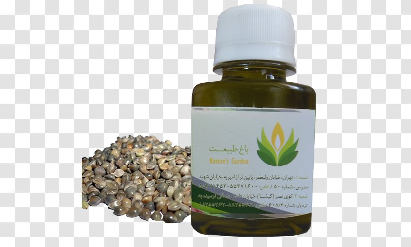 Hemp Oil Fennel Hyssop Herb - Herbalism Transparent PNG