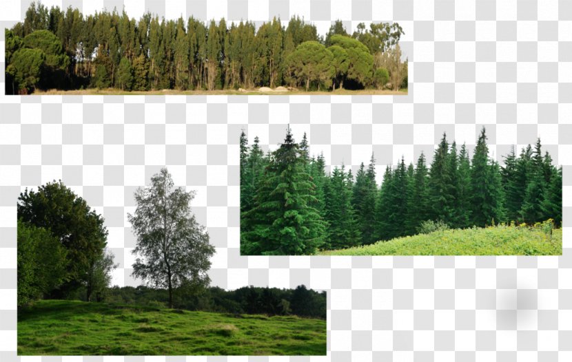 Spruce-fir Forests Tropical And Subtropical Moist Broadleaf - Flower - Forest Transparent PNG