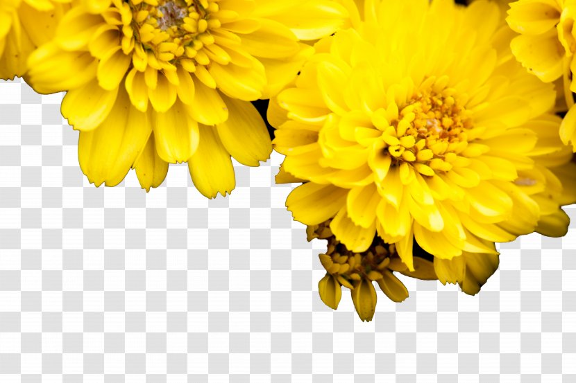 Chrysanthemum Yellow Euclidean Vector - Chrysanths - HD Transparent PNG