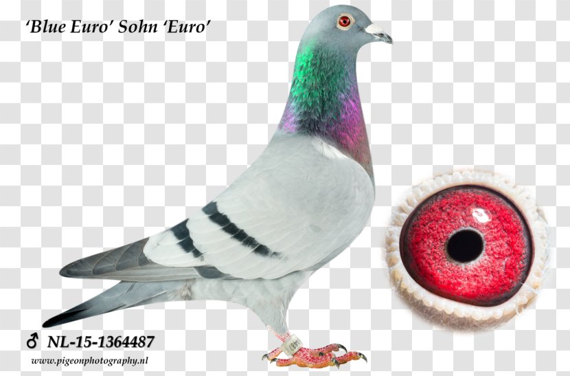Columbidae Homing Pigeon Racing Olympic Games Olympiad - Feather Transparent PNG