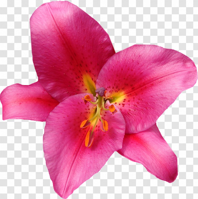 Flower Lilium Pink Clip Art - Iris Family - Lily Transparent PNG
