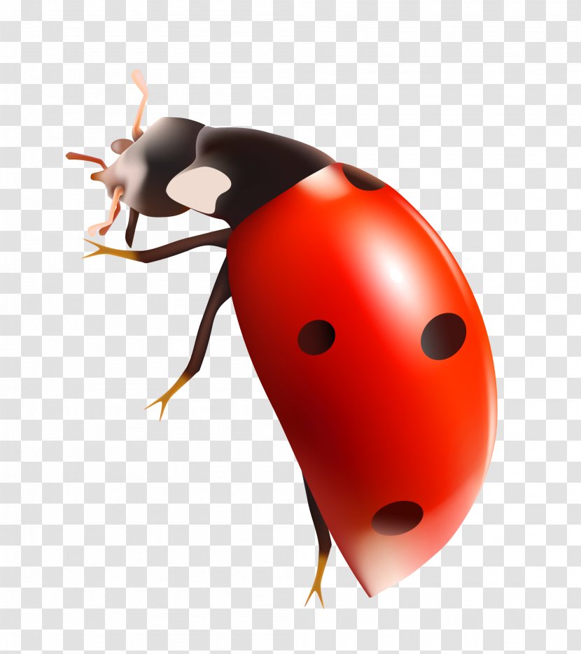 Ladybird Clip Art - Beetle - Lady Bug Clipart Transparent PNG