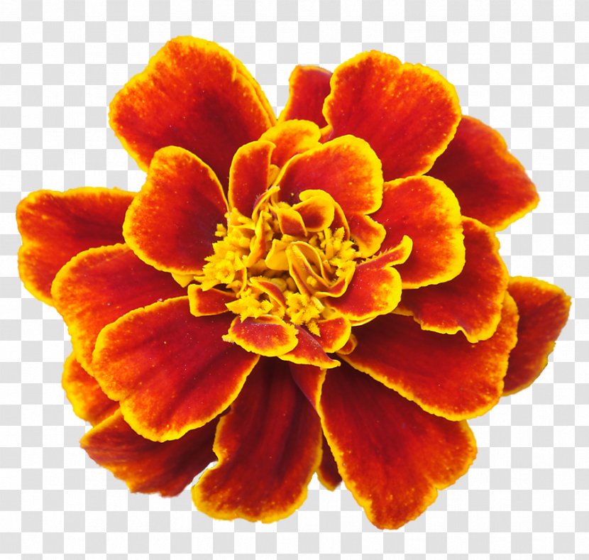 Marigold Clip Art - Clipart Transparent PNG